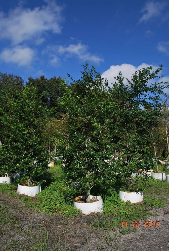 ilex-x-attenuata-east-palatka-holly-east-palatka-holly