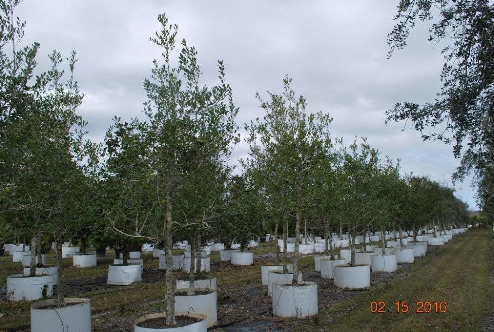 ilex-x-attenuata-east-palatka-holly-east-palatka-holly