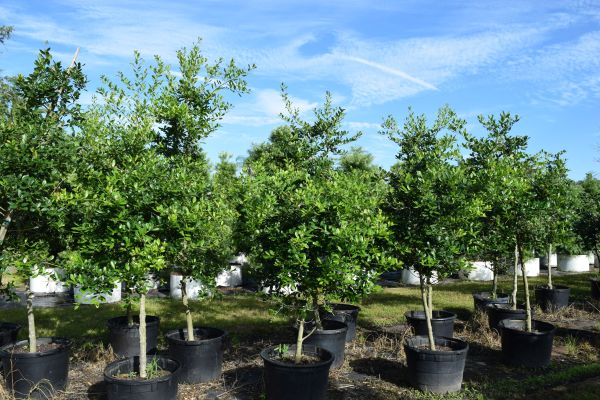 ilex-x-attenuata-east-palatka-holly-east-palatka-holly