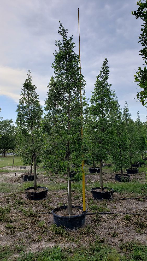 ilex-x-attenuata-east-palatka-holly-east-palatka-holly
