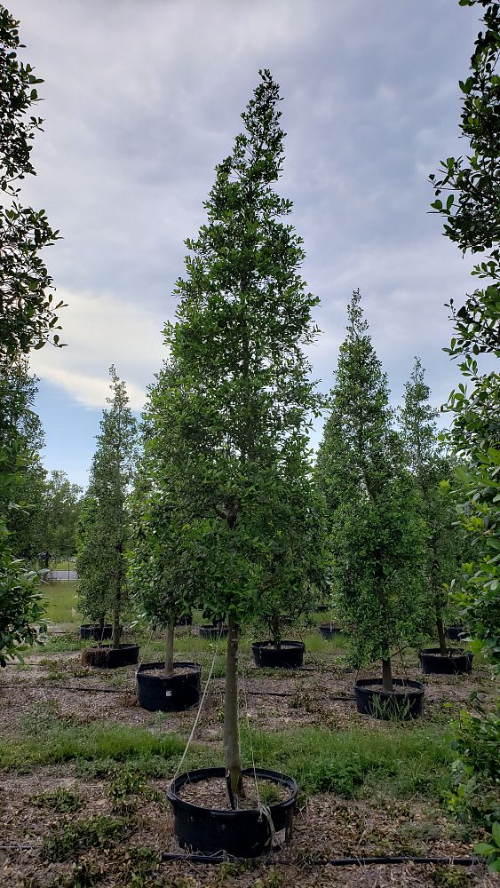 ilex-x-attenuata-east-palatka-holly-east-palatka-holly