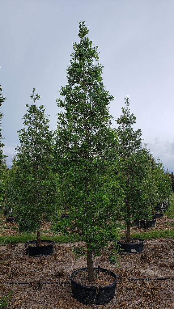 ilex-x-attenuata-east-palatka-holly-east-palatka-holly