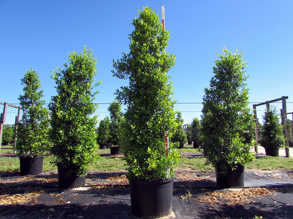 ilex-x-attenuata-east-palatka-holly-east-palatka-holly