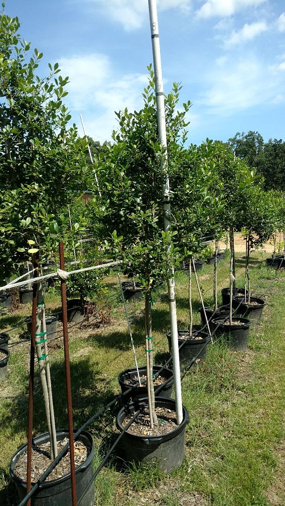 ilex-x-attenuata-east-palatka-holly-east-palatka-holly