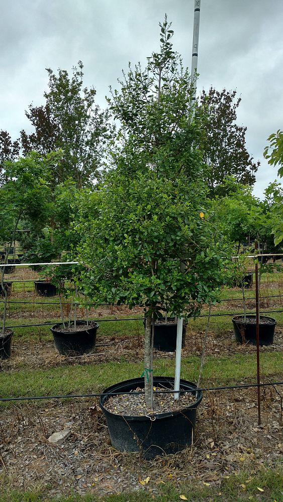 ilex-x-attenuata-east-palatka-holly-east-palatka-holly