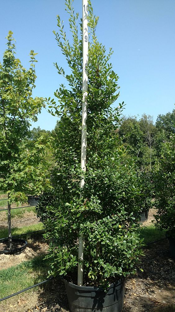 ilex-x-attenuata-east-palatka-holly-east-palatka-holly
