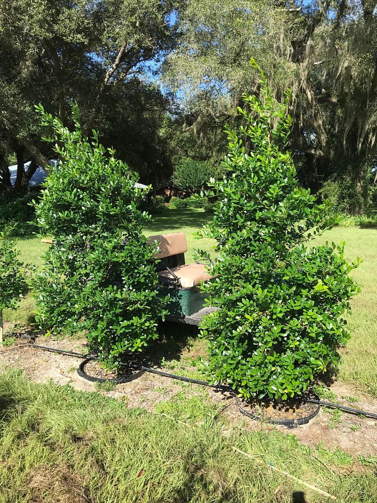 ilex-x-attenuata-east-palatka-holly-east-palatka-holly