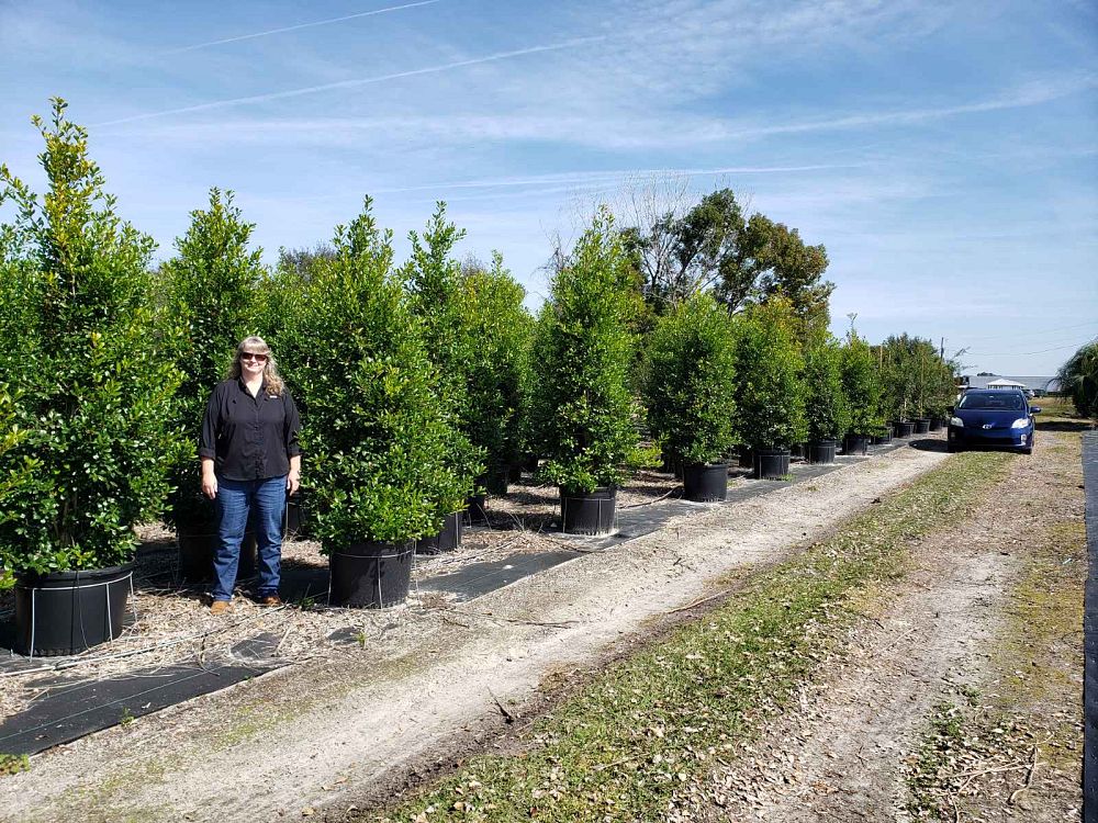 ilex-x-attenuata-east-palatka-holly-east-palatka-holly