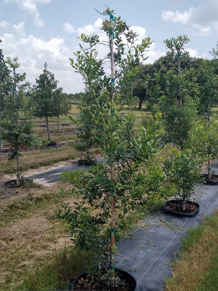 ilex-x-attenuata-east-palatka-holly-east-palatka-holly