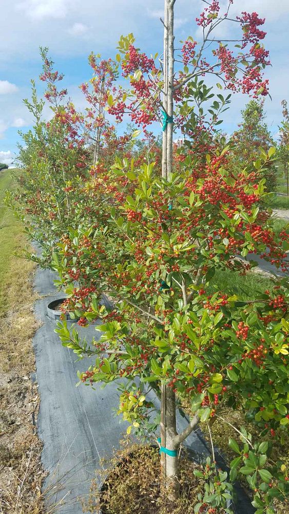 ilex-x-attenuata-east-palatka-holly-east-palatka-holly