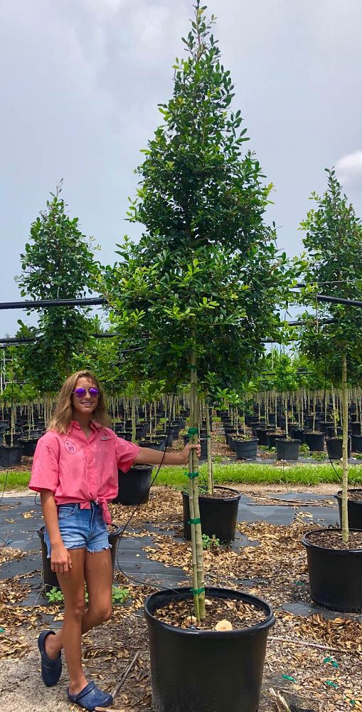 ilex-x-attenuata-east-palatka-holly-east-palatka-holly