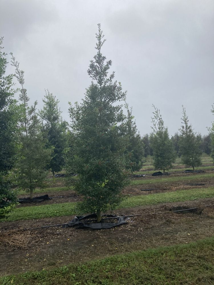 ilex-x-attenuata-east-palatka-holly-east-palatka-holly