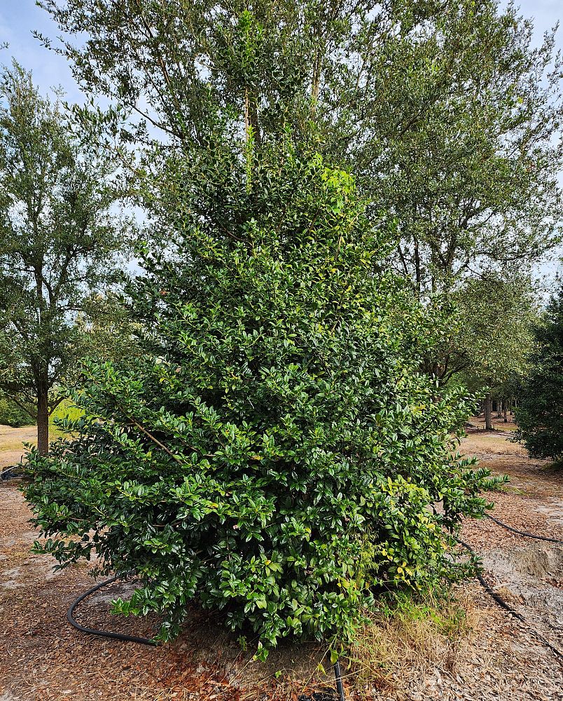 ilex-x-attenuata-east-palatka-holly-east-palatka-holly