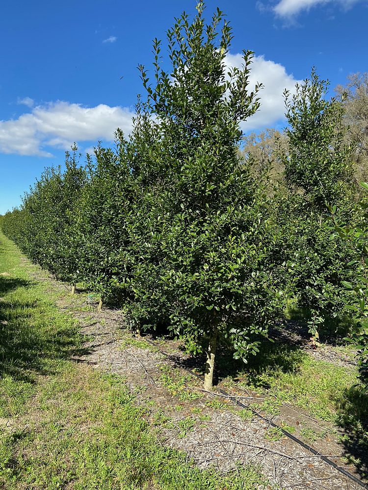 ilex-x-attenuata-east-palatka-holly-east-palatka-holly