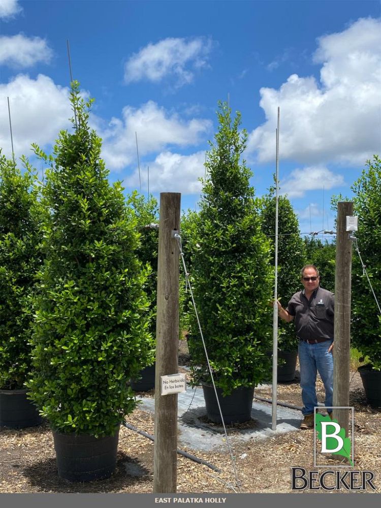 ilex-x-attenuata-east-palatka-holly-east-palatka-holly