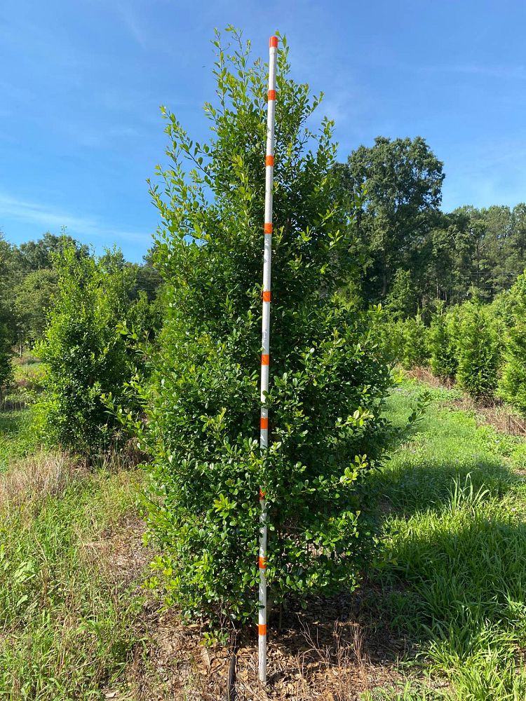 ilex-x-attenuata-east-palatka-holly-east-palatka-holly