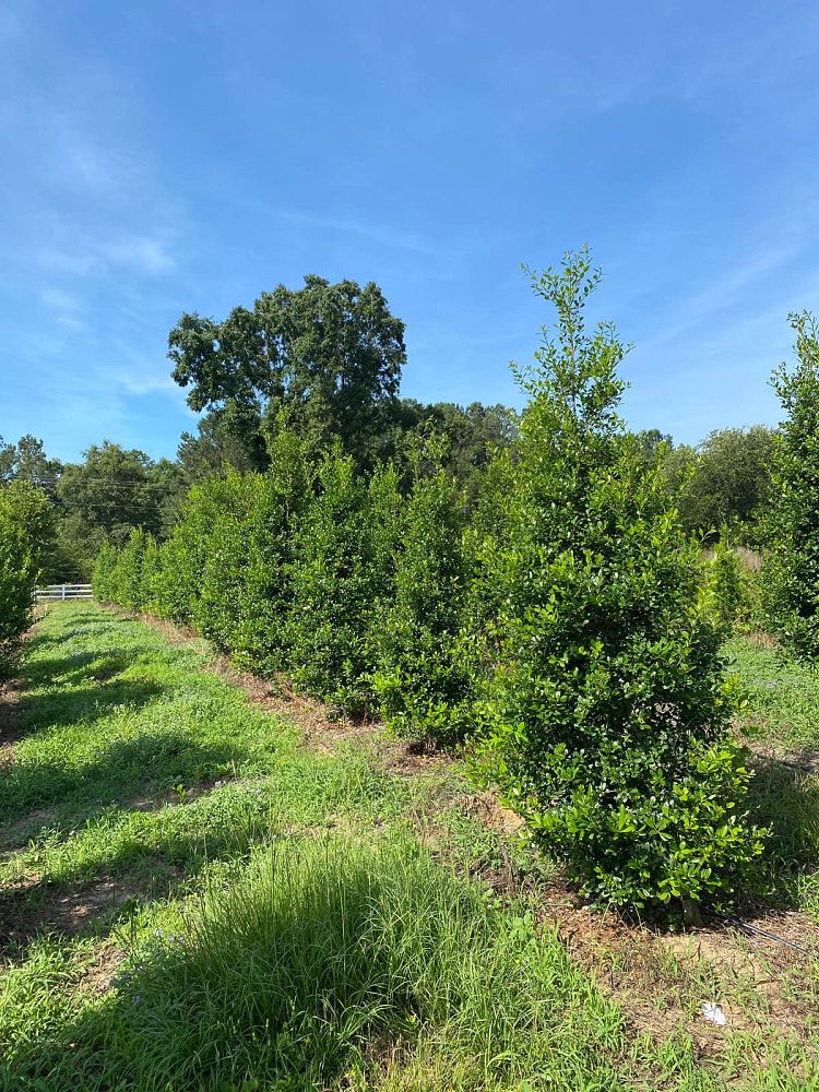 ilex-x-attenuata-east-palatka-holly-east-palatka-holly