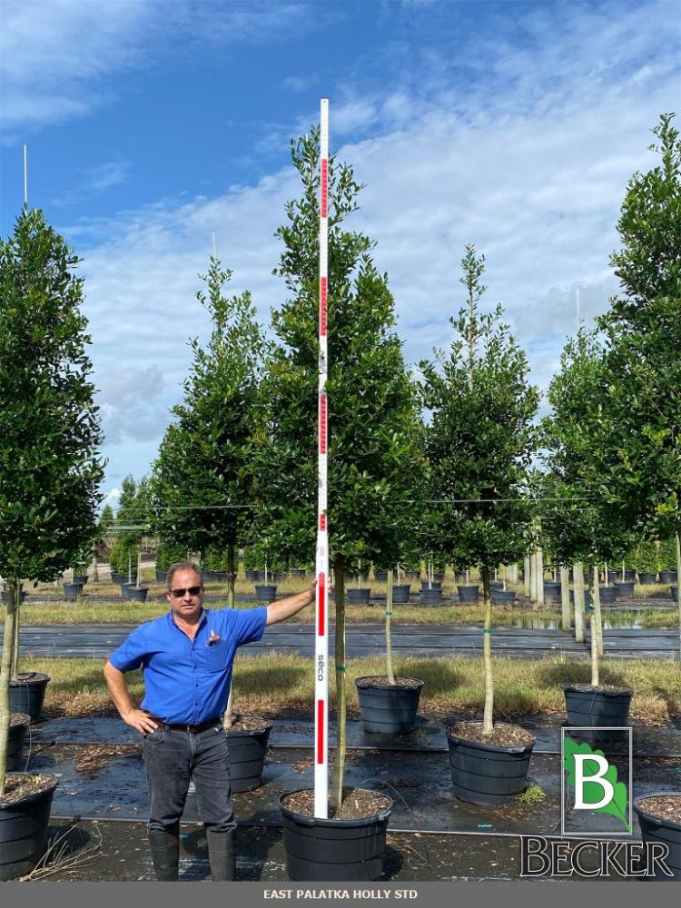 ilex-x-attenuata-east-palatka-holly-east-palatka-holly
