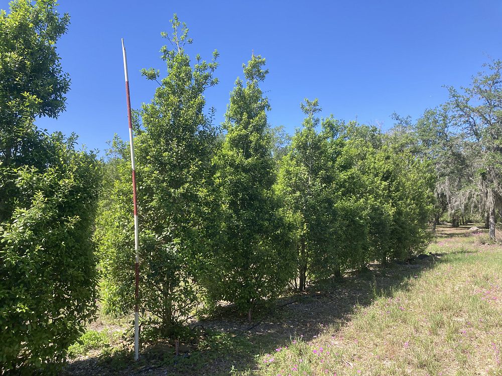 ilex-x-attenuata-east-palatka-holly-east-palatka-holly