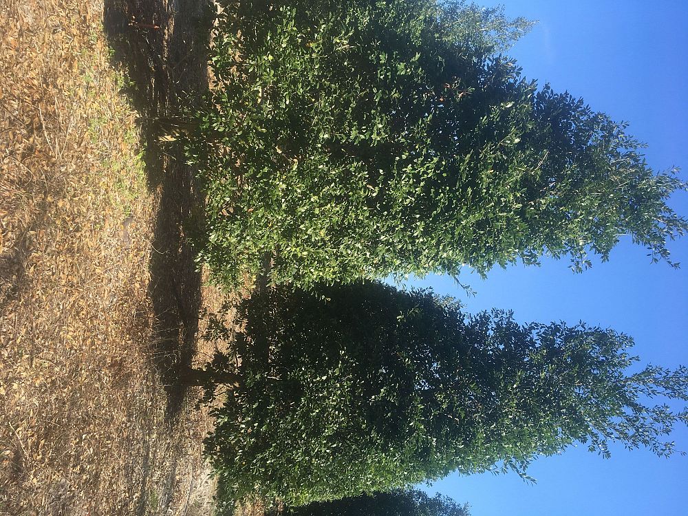 ilex-x-attenuata-east-palatka-holly-east-palatka-holly