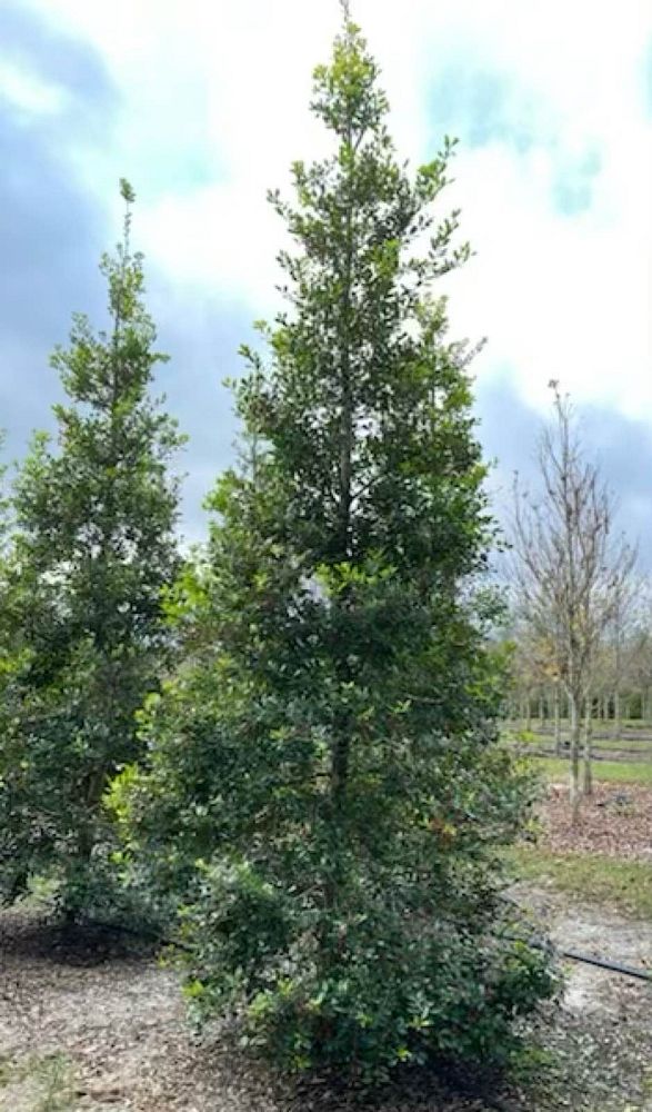 ilex-x-attenuata-east-palatka-holly-east-palatka-holly