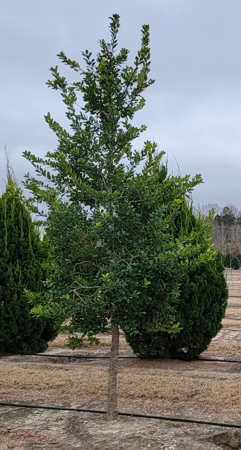 ilex-x-attenuata-east-palatka-holly-east-palatka-holly