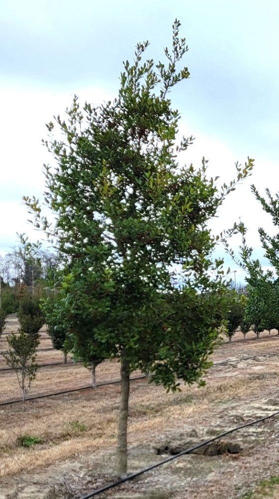 ilex-x-attenuata-east-palatka-holly-east-palatka-holly