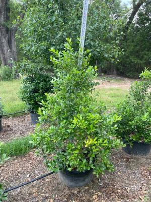 ilex-x-attenuata-east-palatka-holly-east-palatka-holly