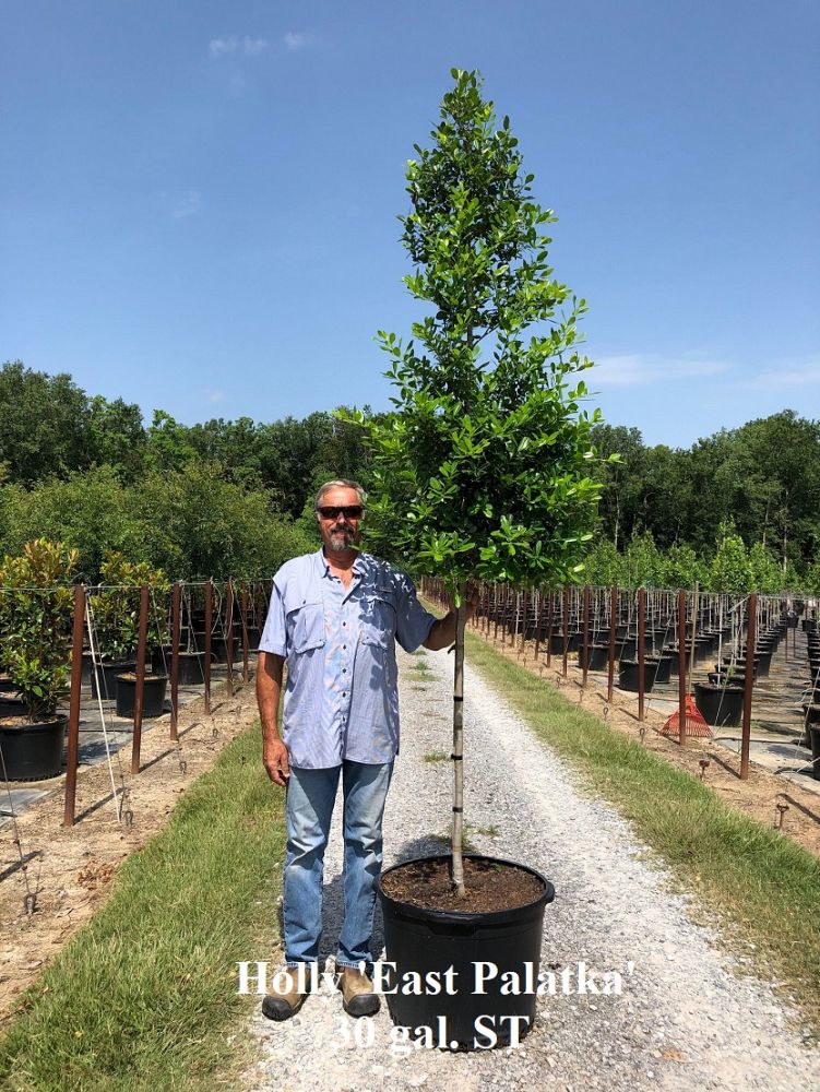 ilex-x-attenuata-east-palatka-holly-east-palatka-holly