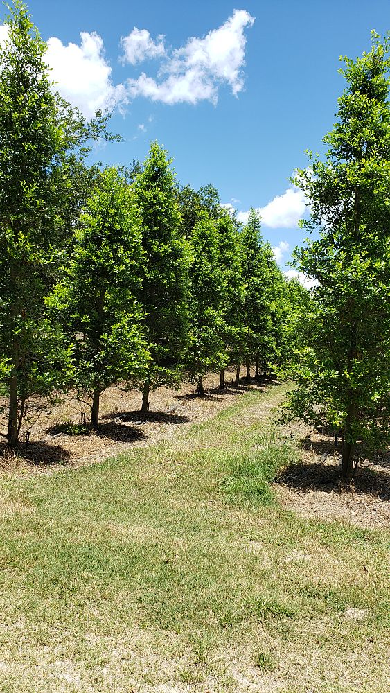 ilex-x-attenuata-east-palatka-holly-east-palatka-holly