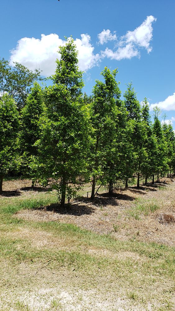 ilex-x-attenuata-east-palatka-holly-east-palatka-holly