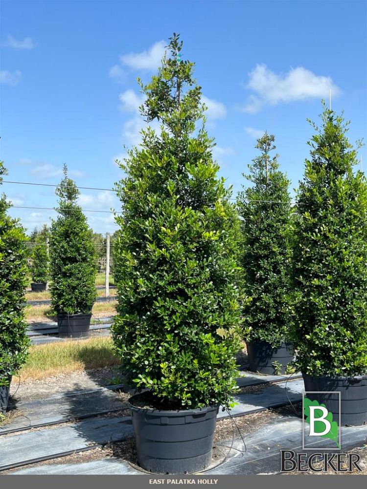 ilex-x-attenuata-east-palatka-holly-east-palatka-holly