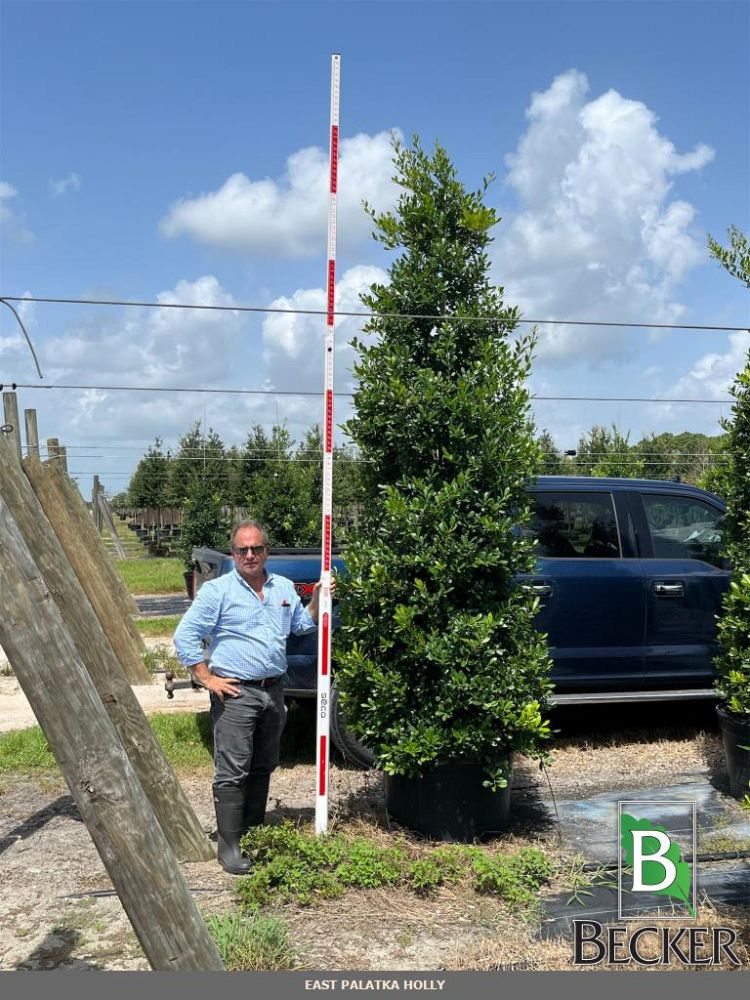 ilex-x-attenuata-east-palatka-holly-east-palatka-holly