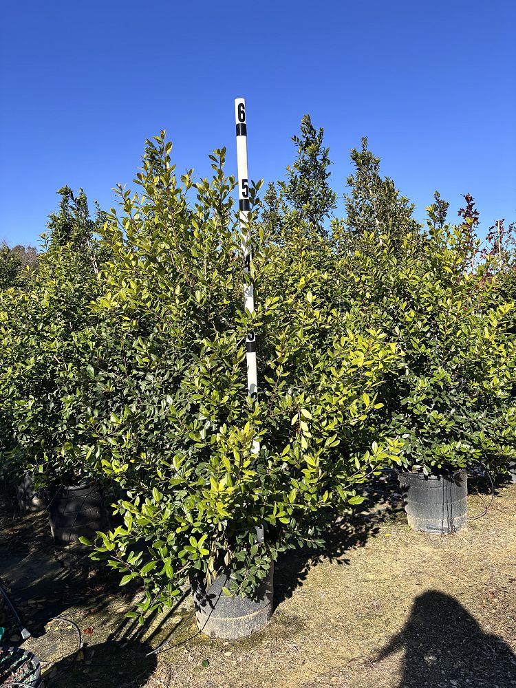 ilex-x-attenuata-east-palatka-holly-east-palatka-holly