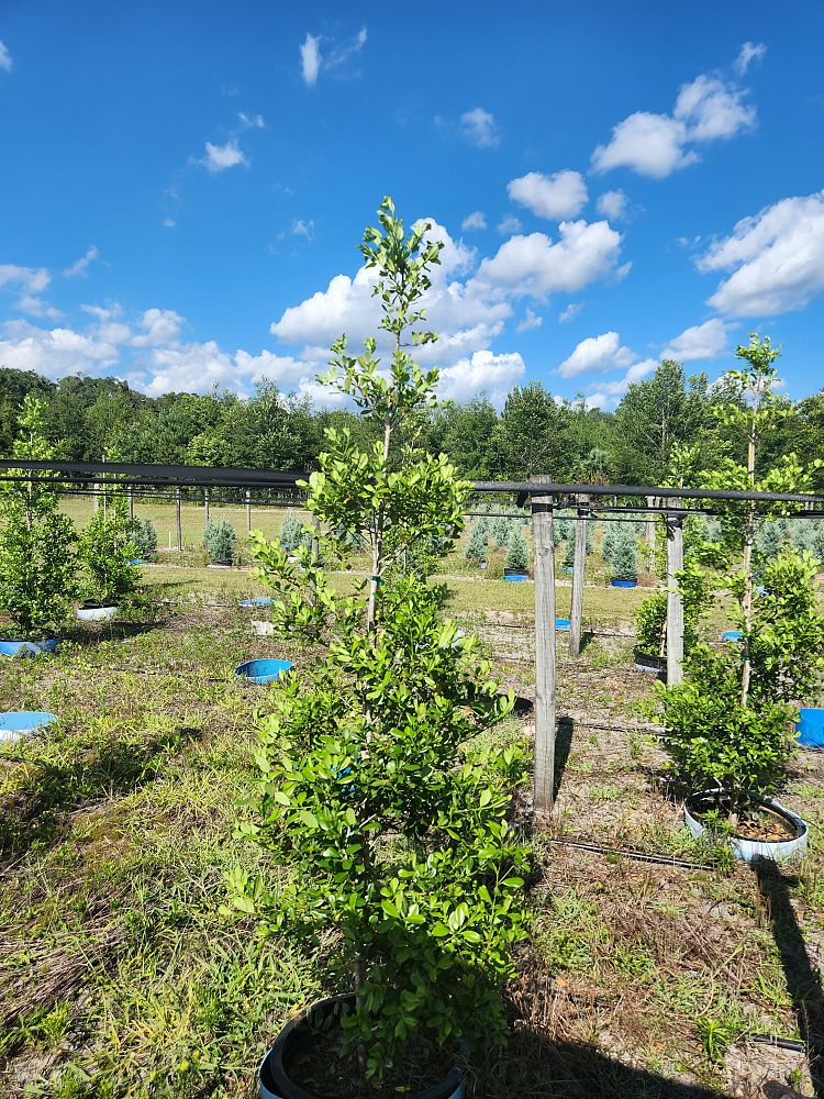 ilex-x-attenuata-east-palatka-holly-east-palatka-holly