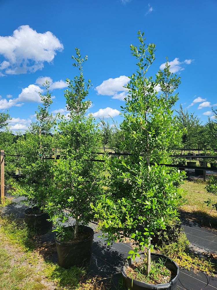 ilex-x-attenuata-east-palatka-holly-east-palatka-holly