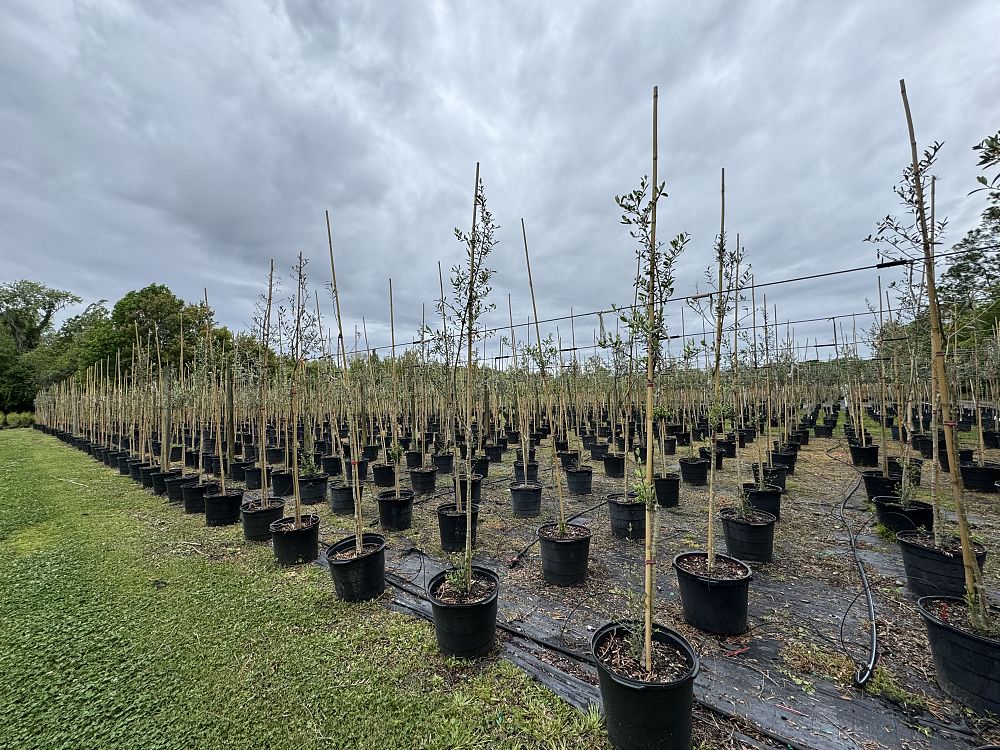 ilex-x-attenuata-east-palatka-holly-east-palatka-holly