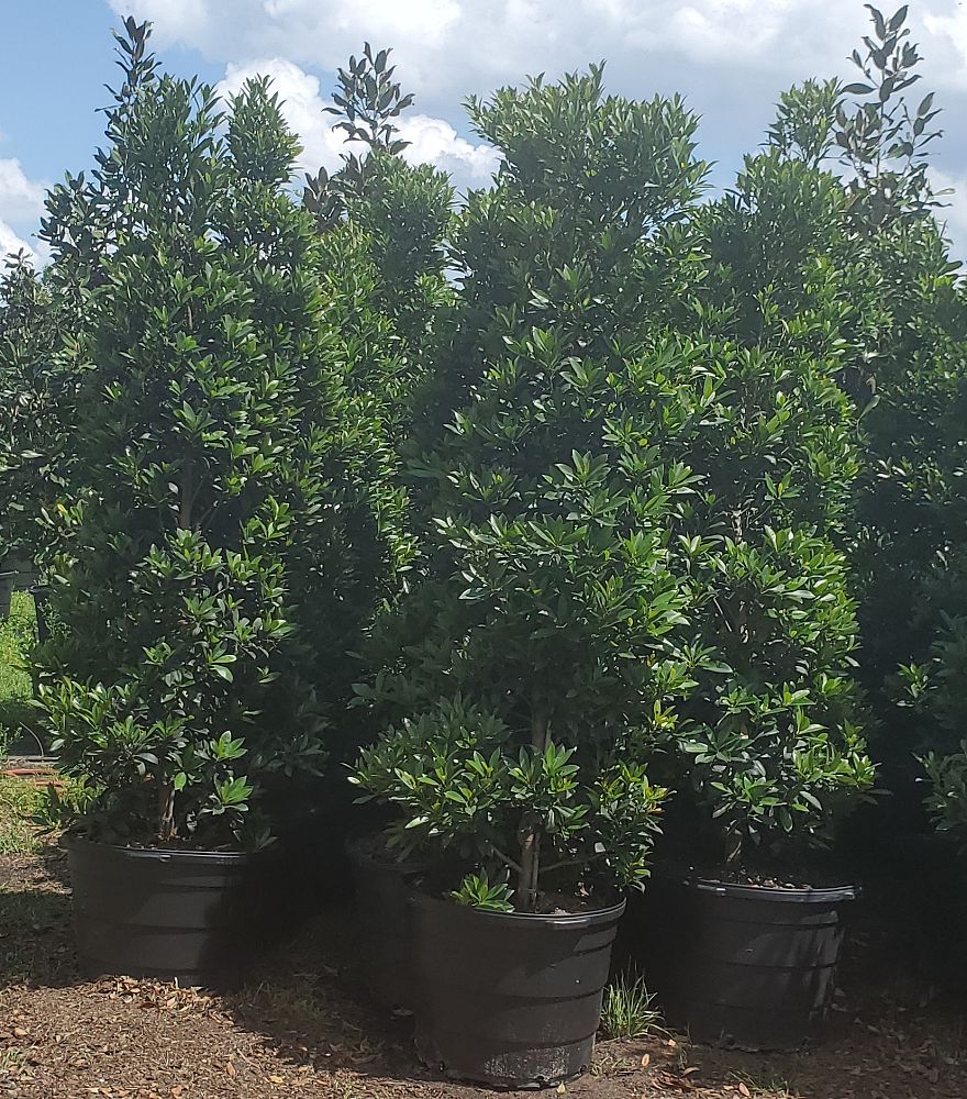 ilex-x-attenuata-east-palatka-holly-east-palatka-holly