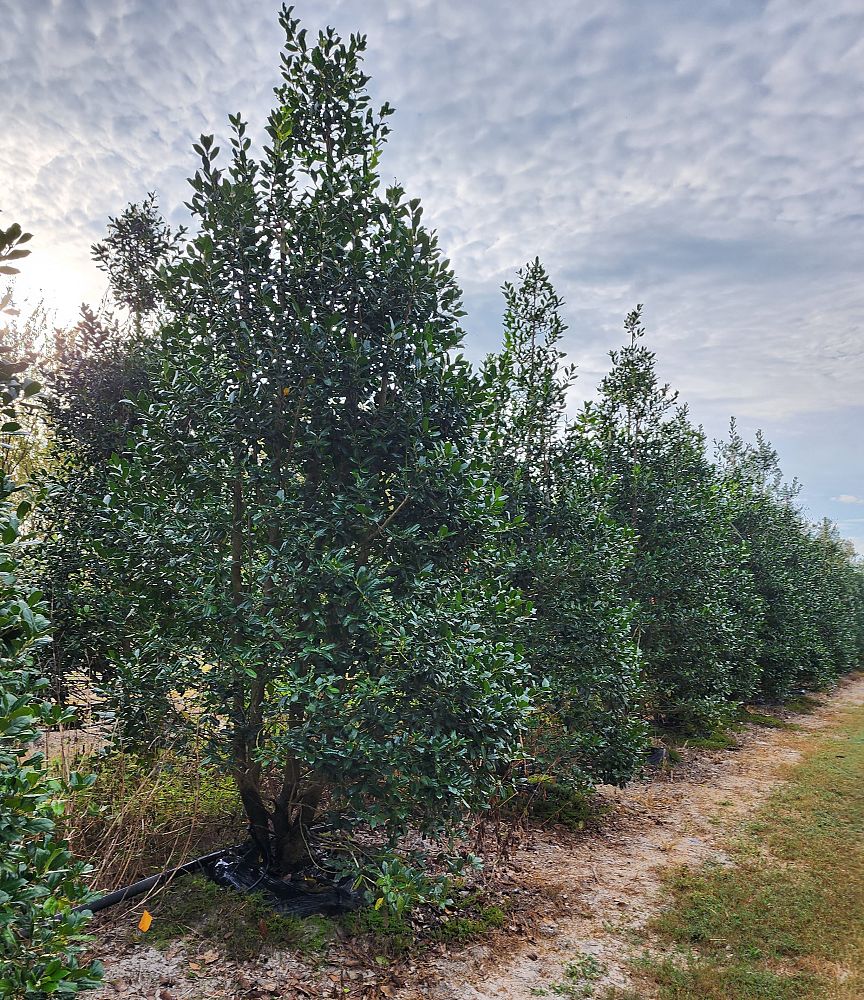 ilex-x-attenuata-east-palatka-holly-east-palatka-holly