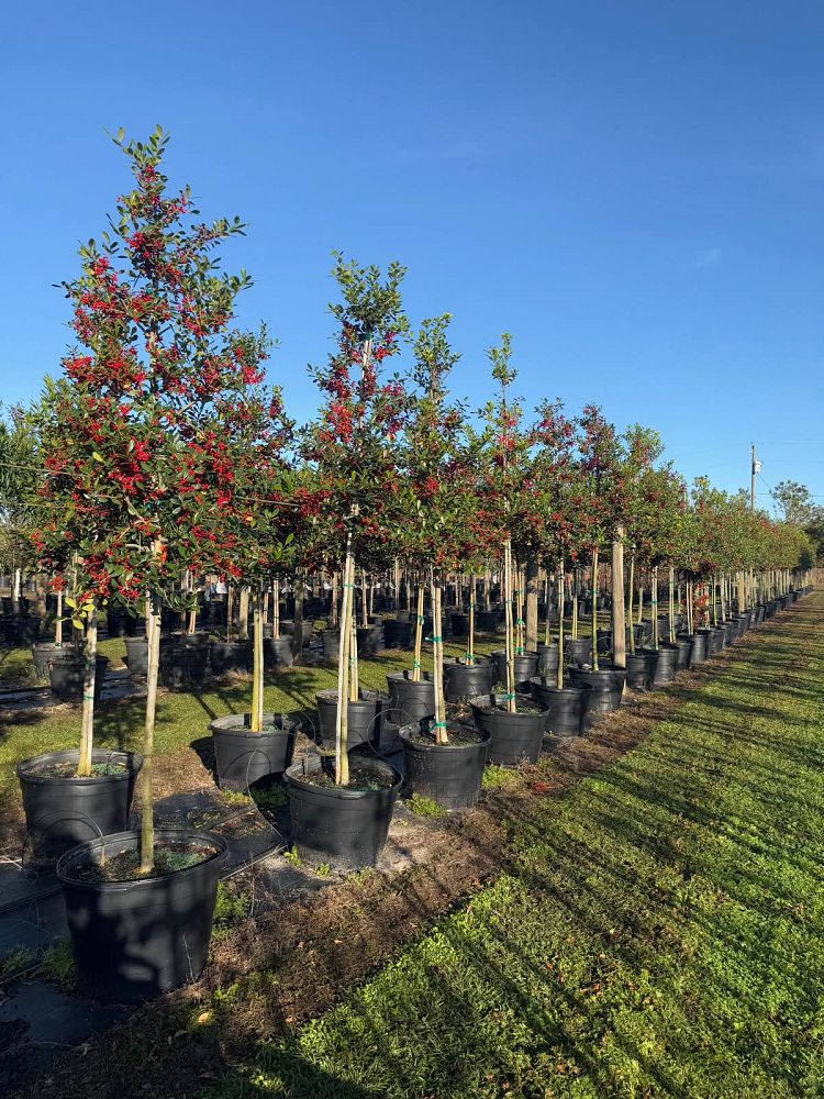 ilex-x-attenuata-east-palatka-holly-east-palatka-holly