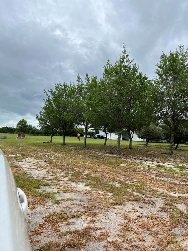 ilex-x-attenuata-east-palatka-holly-east-palatka-holly