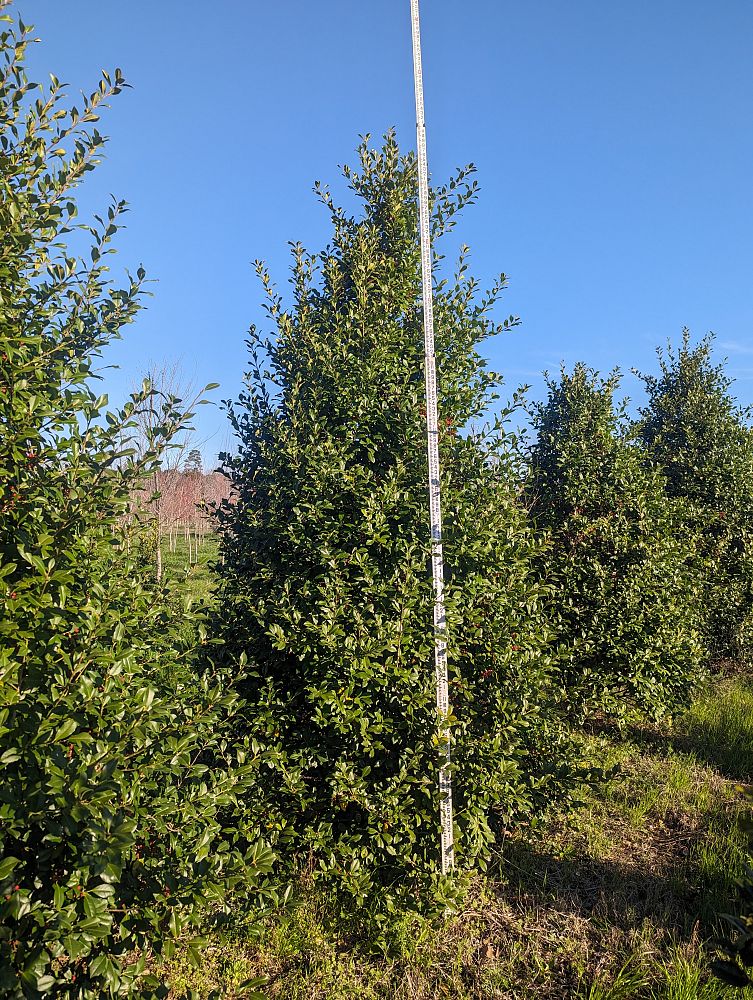 ilex-x-attenuata-east-palatka-holly-east-palatka-holly