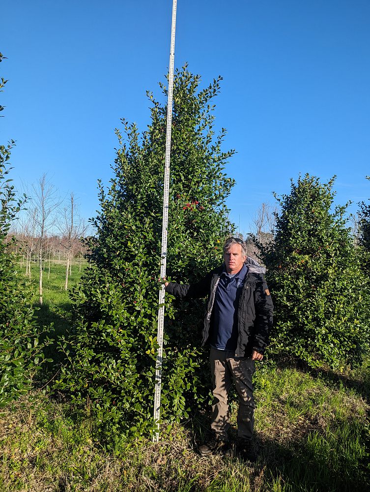 ilex-x-attenuata-east-palatka-holly-east-palatka-holly