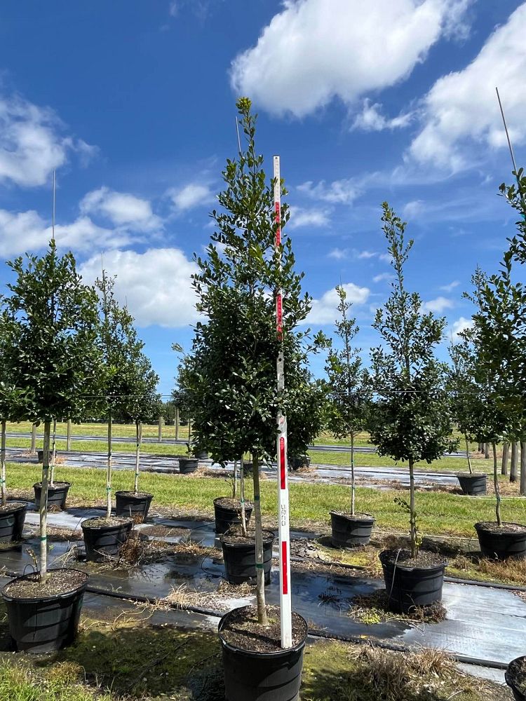 ilex-x-attenuata-east-palatka-holly-east-palatka-holly