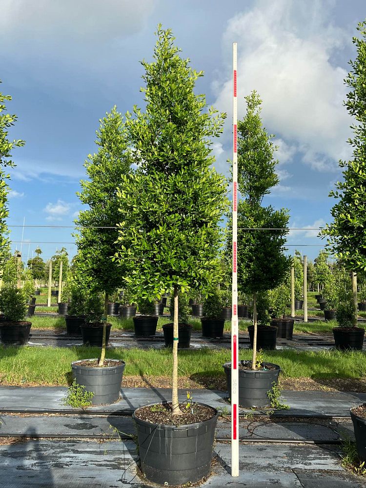 ilex-x-attenuata-east-palatka-holly-east-palatka-holly