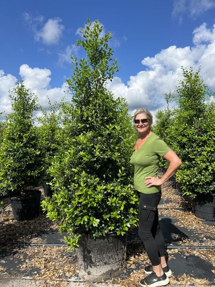 ilex-x-attenuata-east-palatka-holly-east-palatka-holly