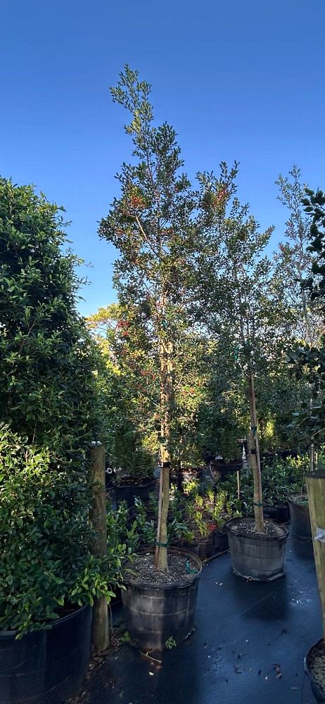 ilex-x-attenuata-east-palatka-holly-east-palatka-holly