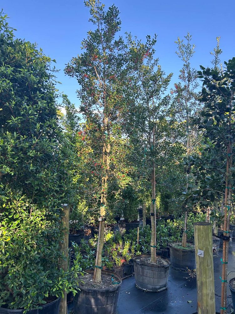 ilex-x-attenuata-east-palatka-holly-east-palatka-holly