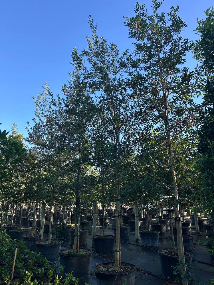 ilex-x-attenuata-east-palatka-holly-east-palatka-holly