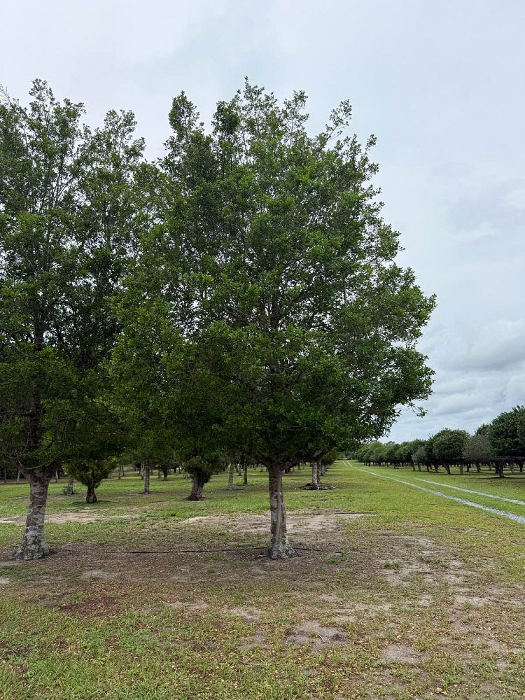ilex-x-attenuata-east-palatka-holly-east-palatka-holly
